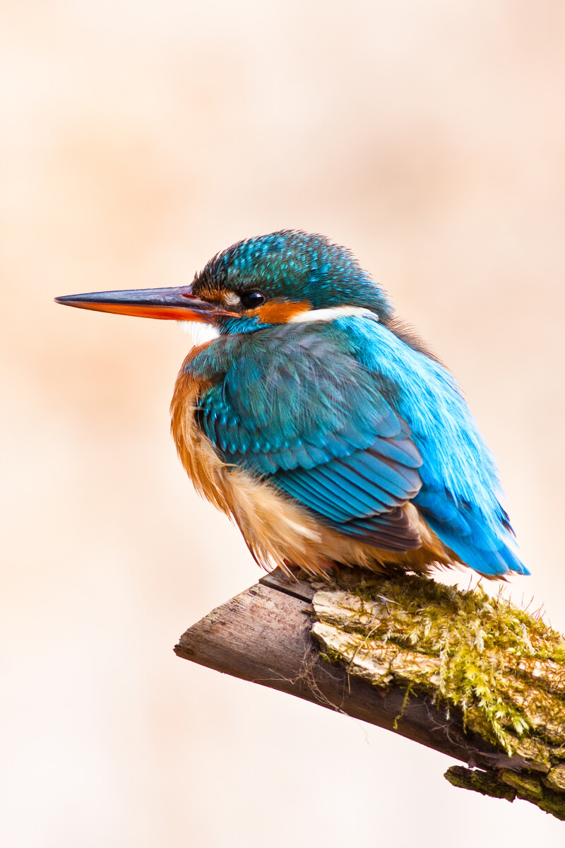 Birding
