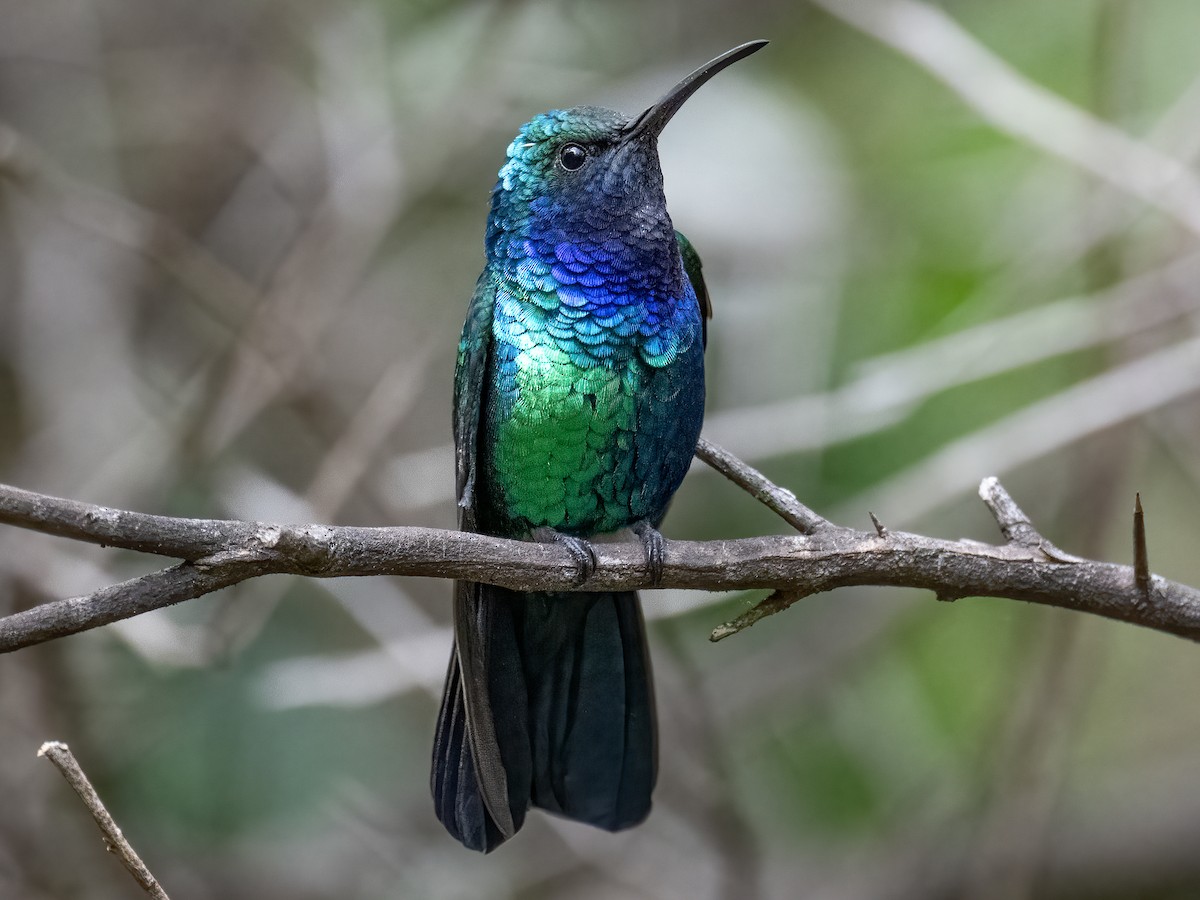 Avistamiento de aves