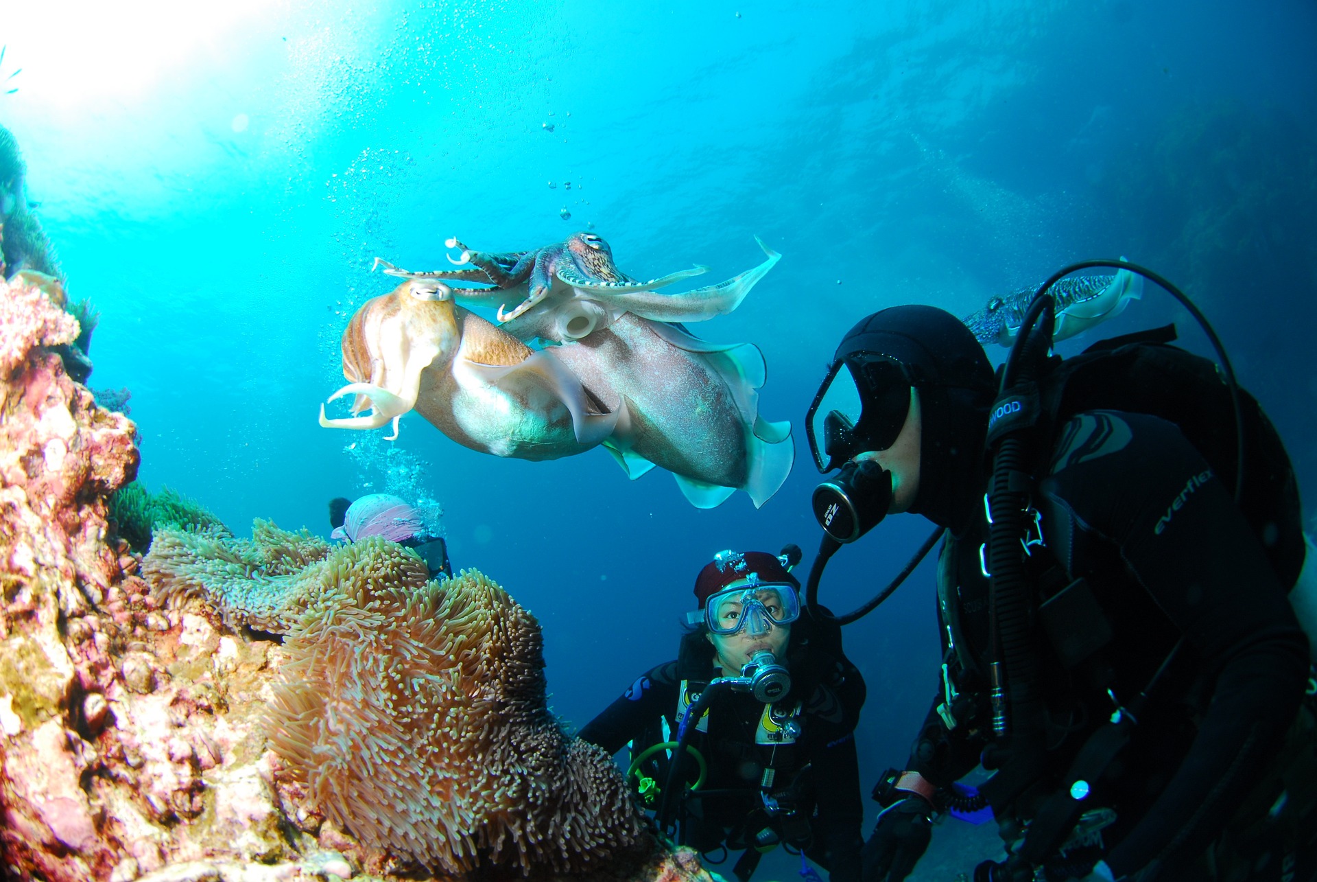 Buceo