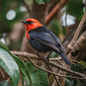Avistamiento de aves